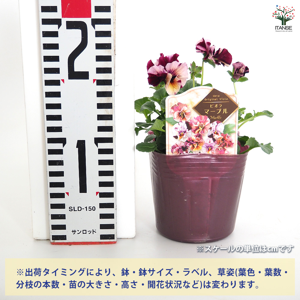うえたコレクション パンジー・ビオラ マーブル 花苗 3.5号/お買い得6