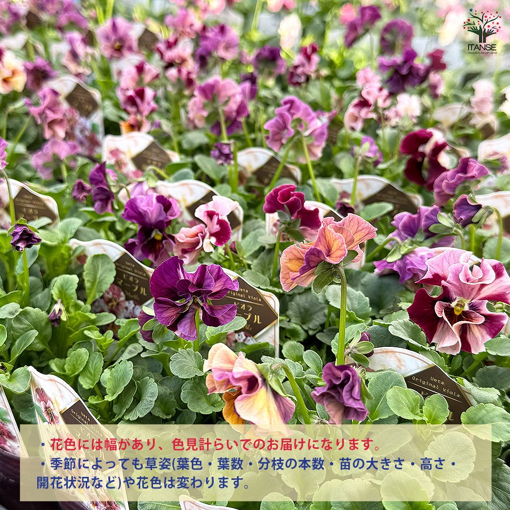 うえたコレクション パンジー・ビオラ マーブル 花苗 3.5号/お買い得6