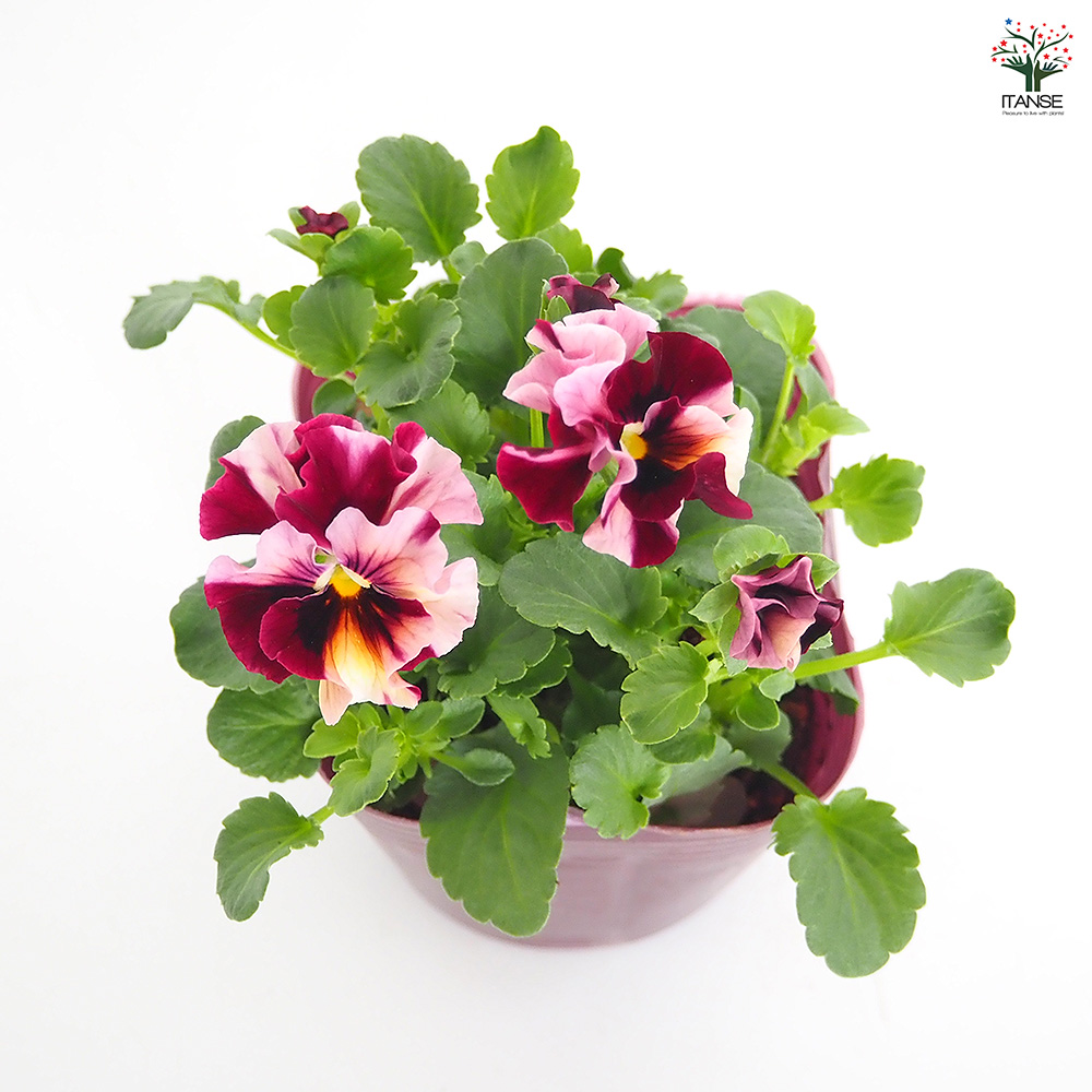 うえたコレクション パンジー・ビオラ マーブル 花苗 3.5号/お買い得6