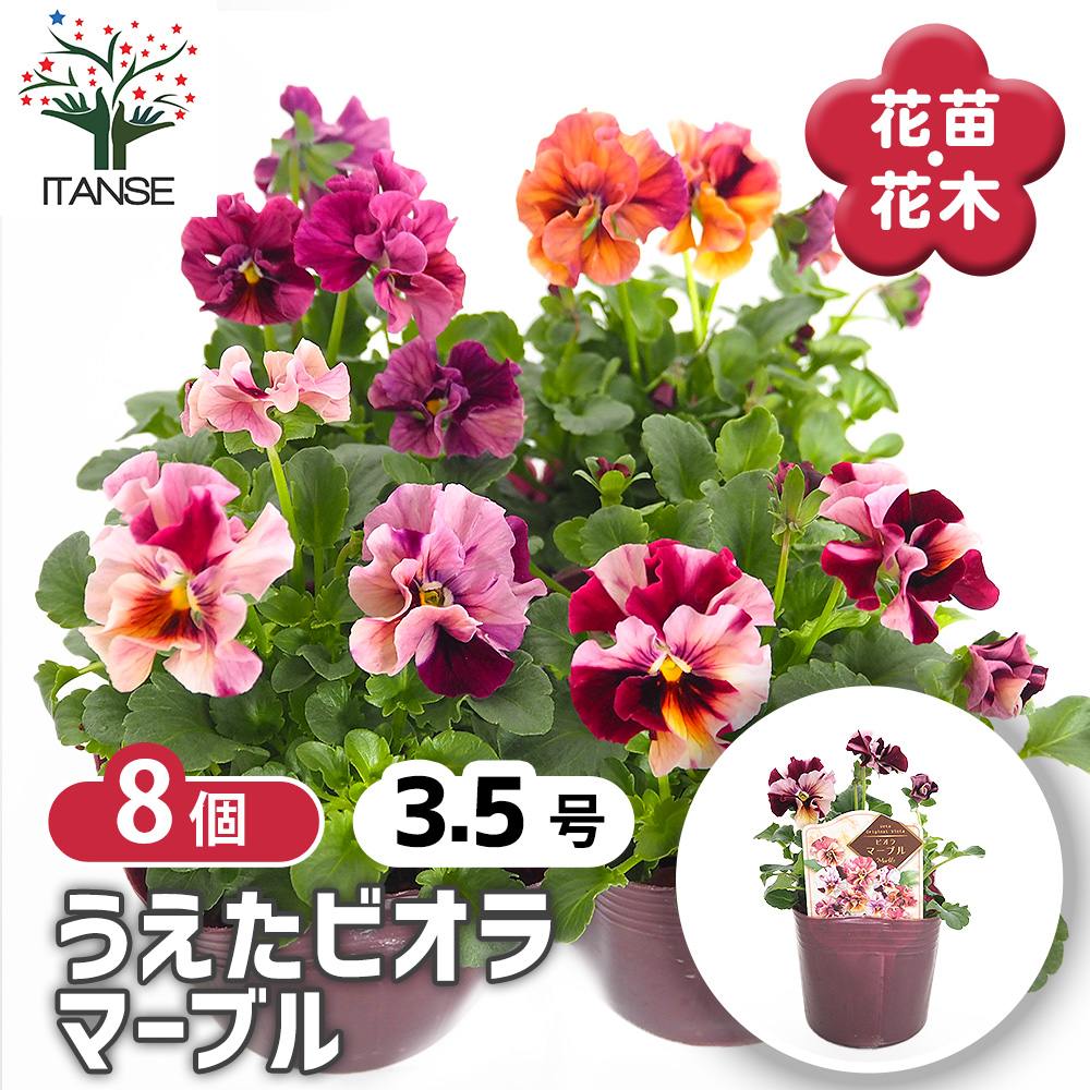 うえたコレクション パンジー・ビオラ マーブル 花苗 3.5号/お買い得8