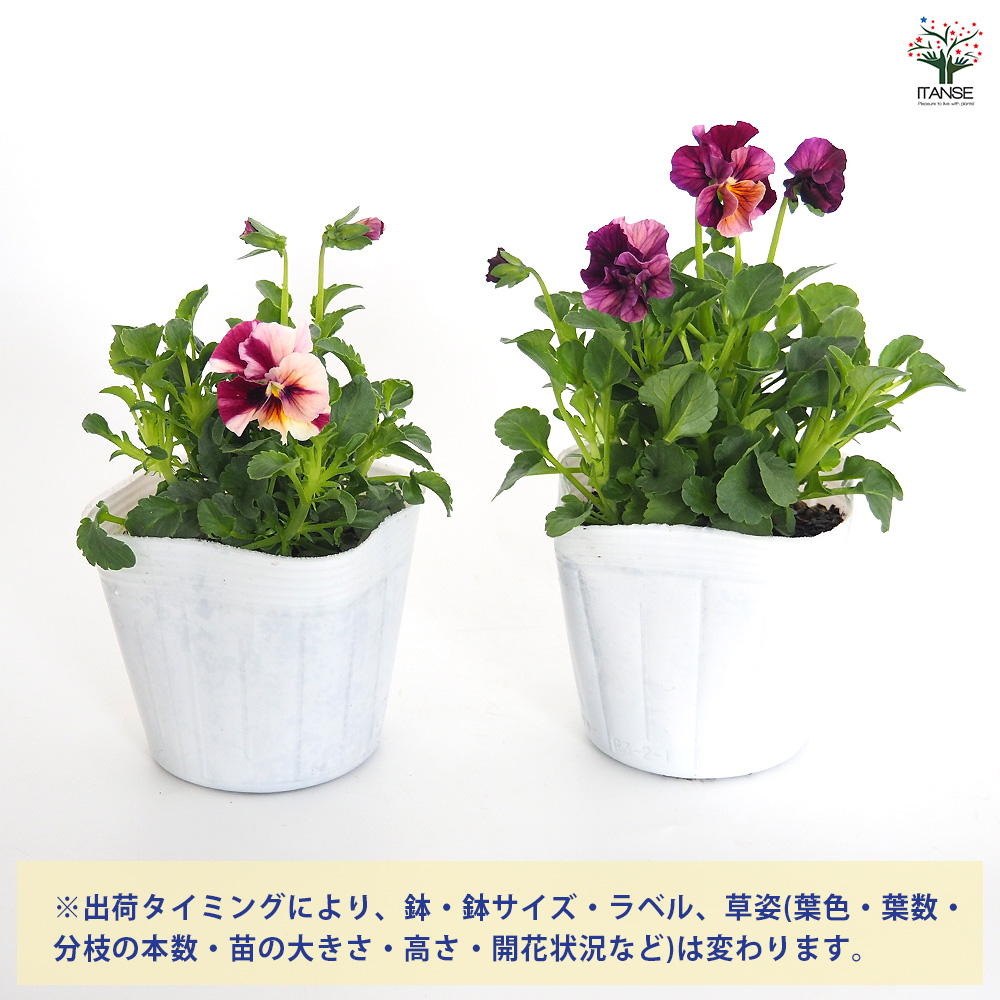 うえたコレクション パンジー・ビオラ マーブル 花苗 3.5号/お買い得12