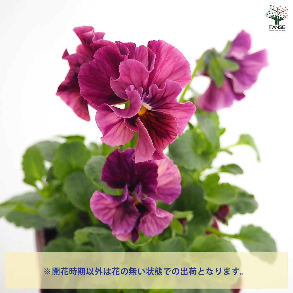 うえたコレクション パンジー・ビオラ マーブル 花苗 3.5号/お買い得12