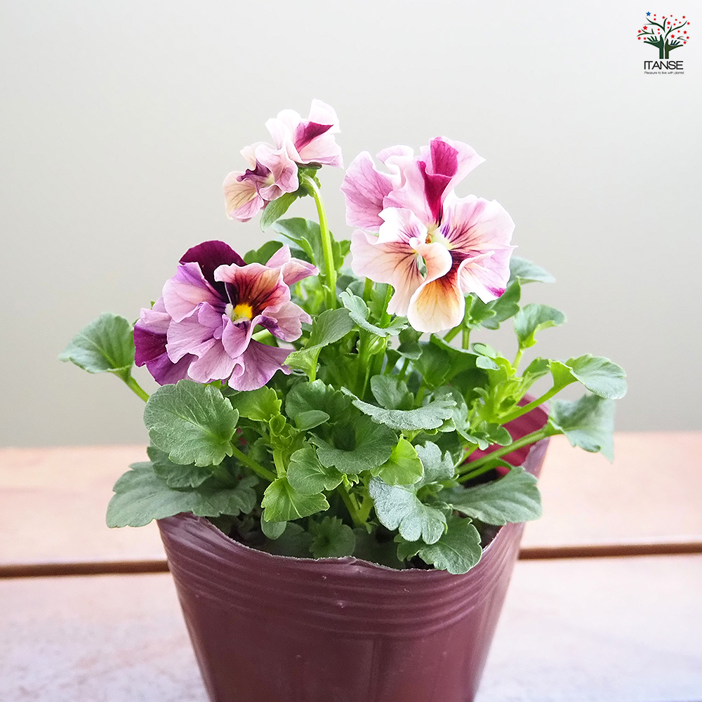 黎アスマさま　Ｍ３♥ビオラマーブル♥毎年大人気♥花苗ポットごと発送♥ うえたコレクション パンジー・ビオラ マーブル 花苗 3.5号/お買い得12