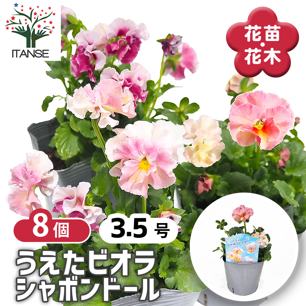 うえたコレクション パンジー・ビオラ シャボンドール 花苗 3.5号