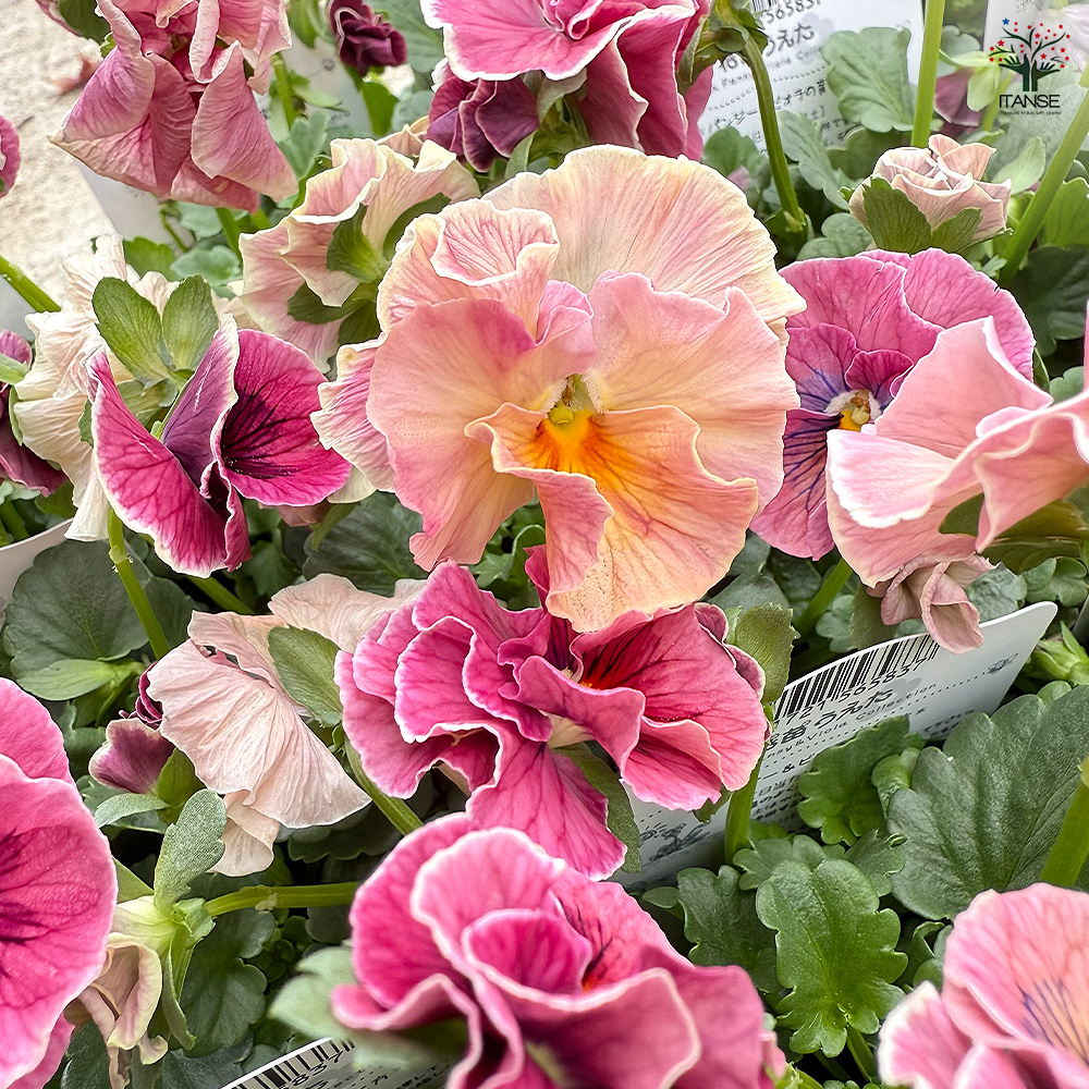 うえたコレクション パンジー・ビオラ シャルマンロゼ 花苗 3.5号