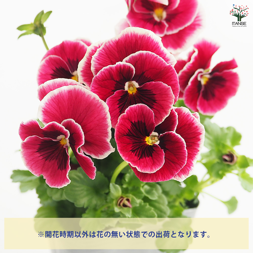うえたコレクション パンジー・ビオラ シャルマンロゼ 花苗 3.5号
