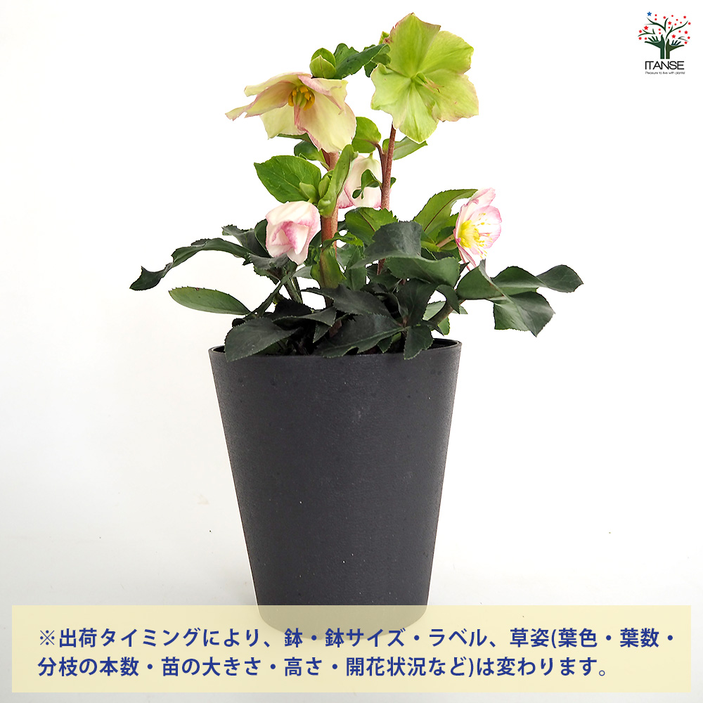 クリスマスローズ 氷の薔薇ピコティ 花苗 5号/1個売り クリスマス