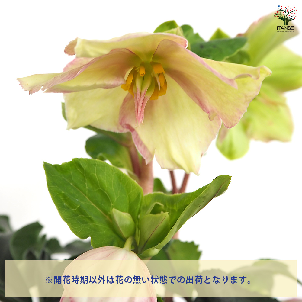 クリスマスローズ 氷の薔薇ピコティ 花苗 5号/1個売り クリスマス