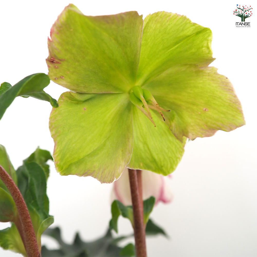 クリスマスローズ 氷の薔薇ピコティ 花苗 5号/1個売り クリスマス