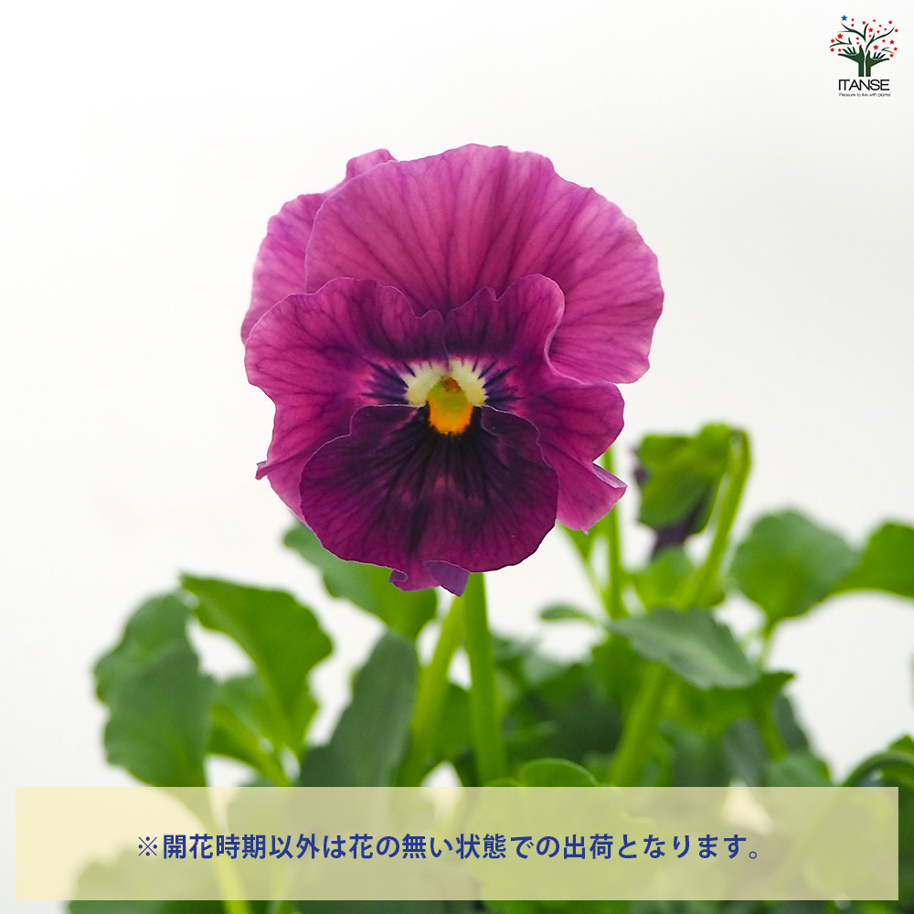 ビオラ アイクルール色見計い 花苗 3.5号/お買い得3個セット 花の苗