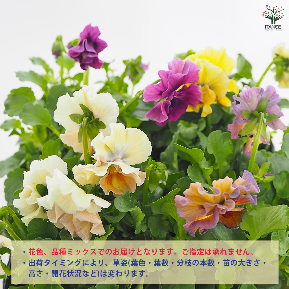 ビオラ アイクルール色見計い 花苗 3.5号/お買い得3個セット 花の苗