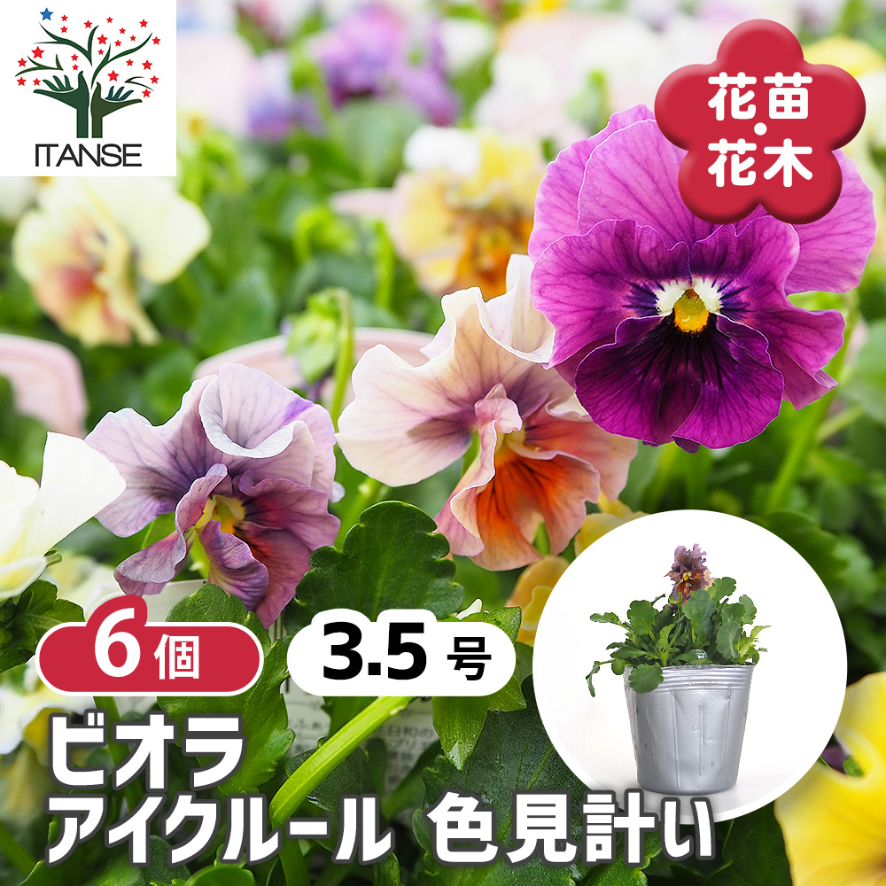 ビオラ アイクルール色見計い 花苗 3.5号/お買い得6個セット 花の苗