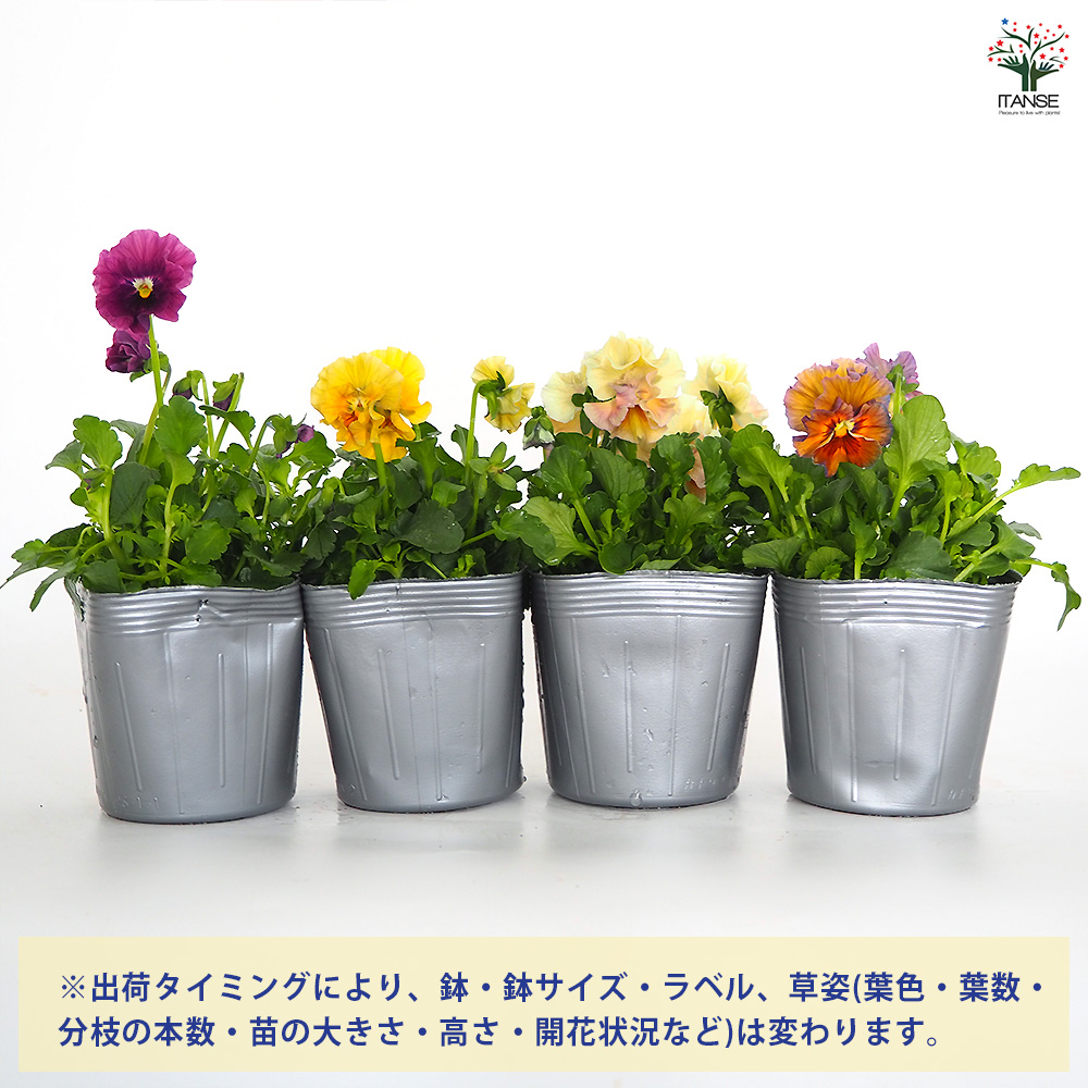 ビオラ アイクルール色見計い 花苗 3.5号/お買い得6個セット 花の苗