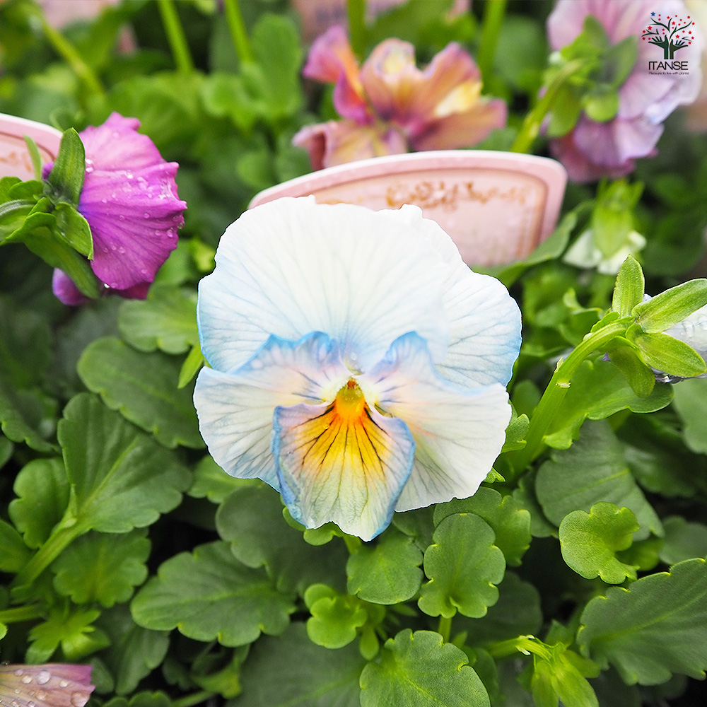 ビオラ アイクルール色見計い 花苗 3.5号/お買い得6個セット 花の苗