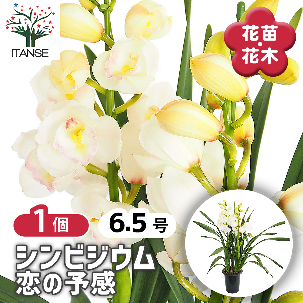 シンビジウム 恋の予感 花苗 6.5号/1個売り シンビジューム グリーン
