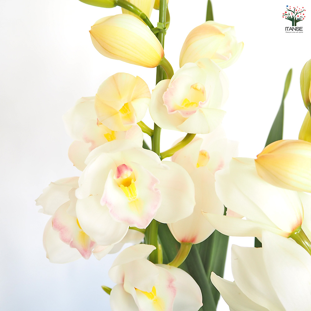 シンビジウム 恋の予感 花苗 6.5号/1個売り シンビジューム グリーン