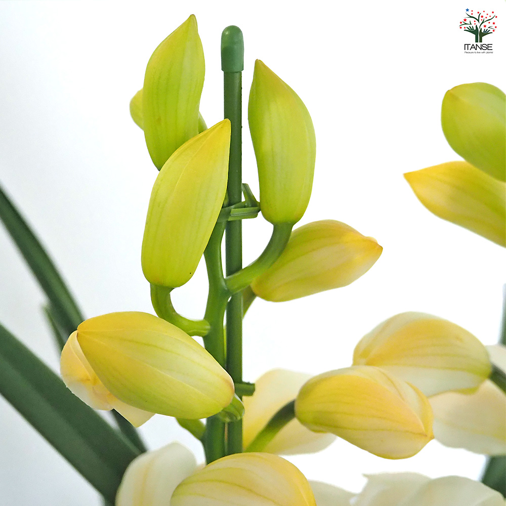 シンビジウム 恋の予感 花苗 6.5号/1個売り シンビジューム グリーン