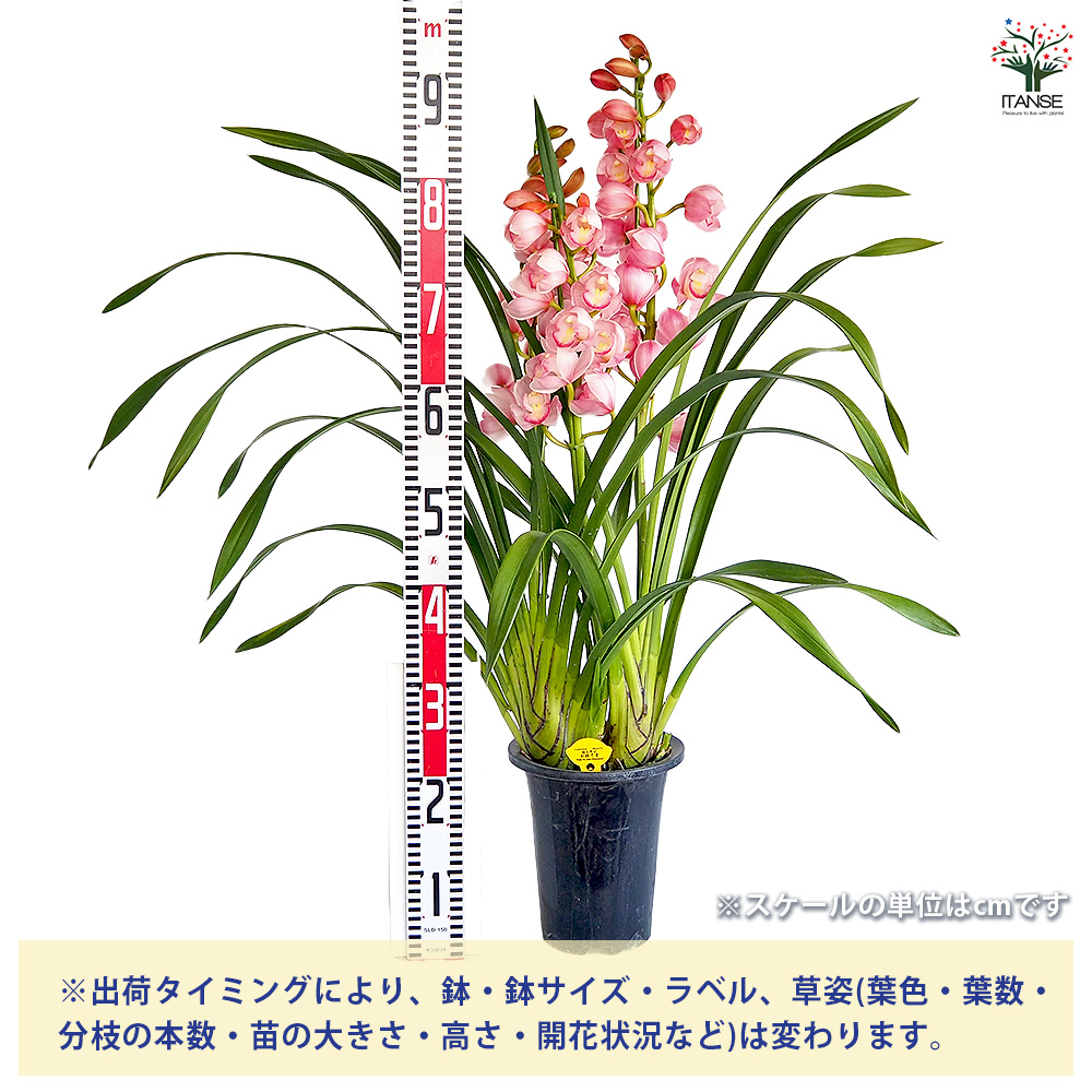 でっかい　ジンジューヒー　真珠姫 でっかい ジンジューヒー 真珠姫