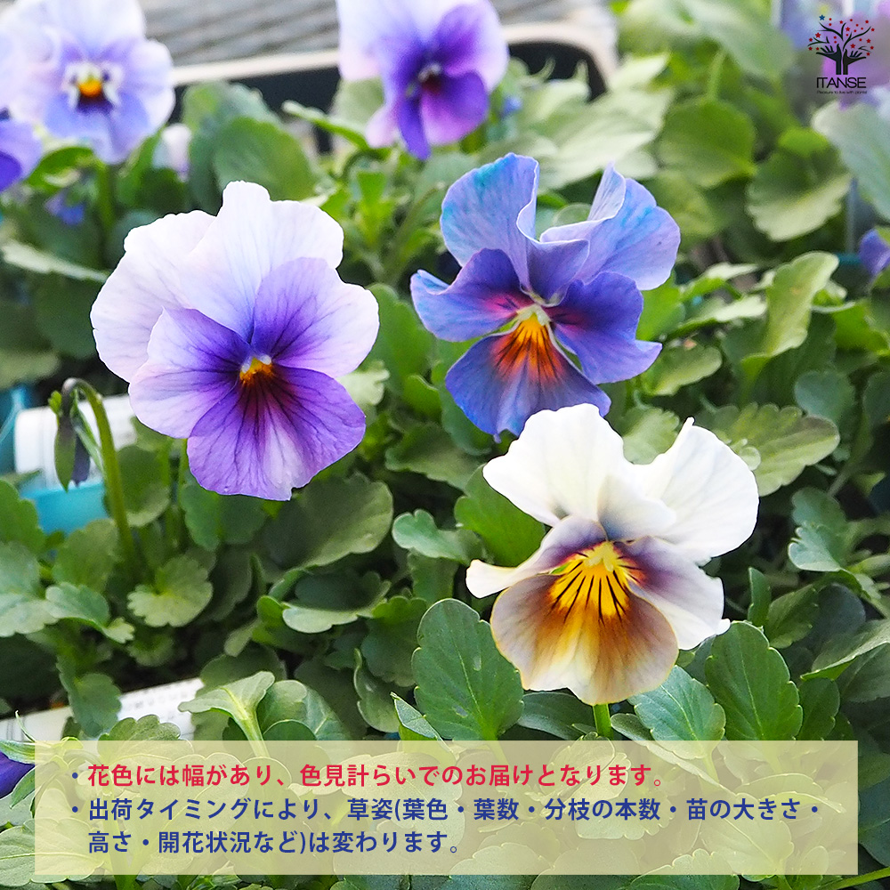 ビオラ 青魔導士 色見計らい 花苗 3号/お買い得6個セット 花の苗