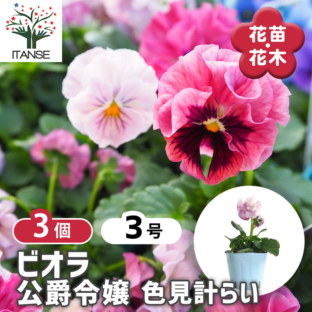 レア、切花品種　紅☆☆　小苗 カット苗 チェリーズ 【数量限定】 Echeveria 'Cherries' | PUKUBOOK