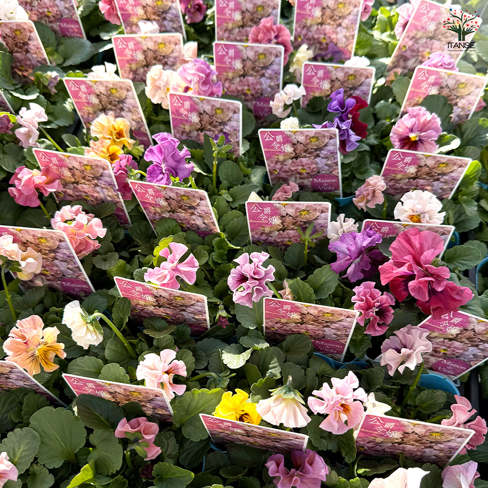 押し花ミラー❤️ビオラ 松村工芸/押し花 ビオラS MOO-2004ネイビ-(24リン)/197-2004-67 - 花材