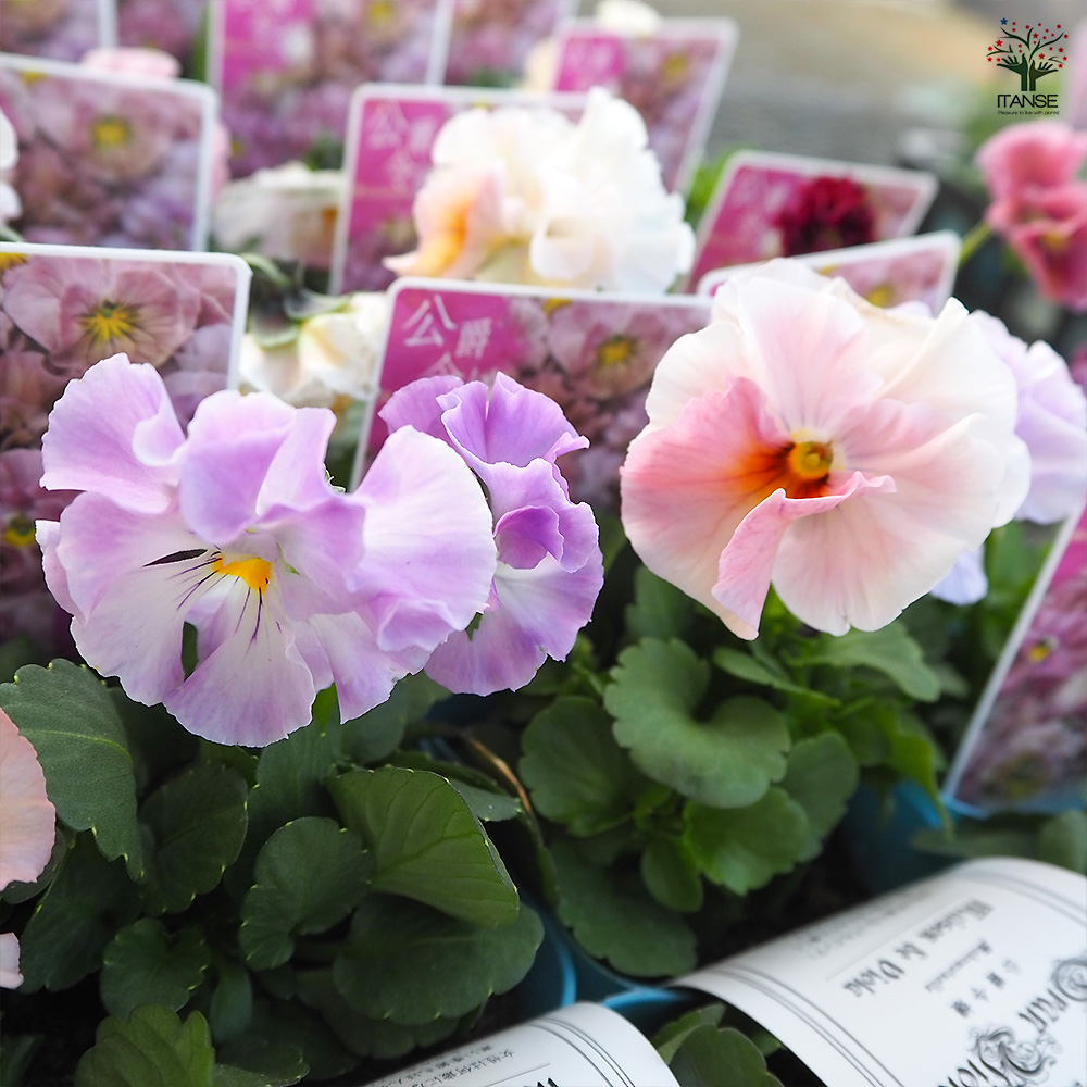押し花ミラー❤️ビオラ 受注製作》押し花コンパクトミラー/手鏡 ＊pretty＊ 手鏡 Lemon no