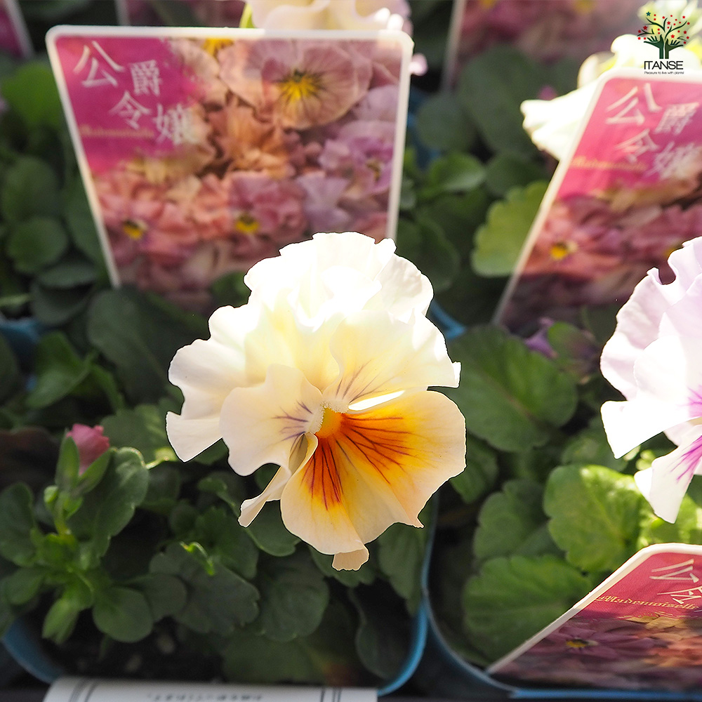 押し花ミラー❤️ビオラ 松村工芸/押し花 ビオラS MOO-2004ネイビ-(24リン)/197-2004-67 - 花材