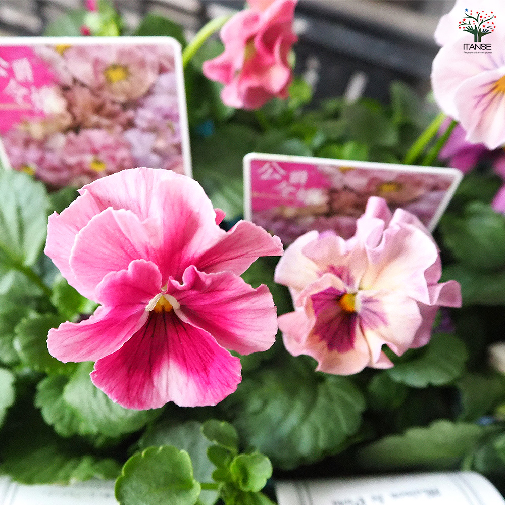 押し花ミラー❤️ビオラ 受注製作》押し花コンパクトミラー/手鏡 ＊pretty＊ 手鏡 Lemon no