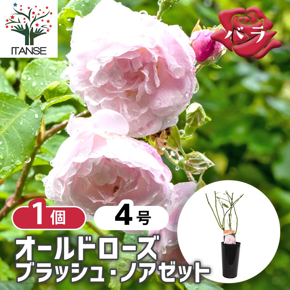切花バラ開花接木苗 薔薇 ブラッシュ ノアゼット 接木苗 花苗 4号/1個売り バラ苗 バラの苗