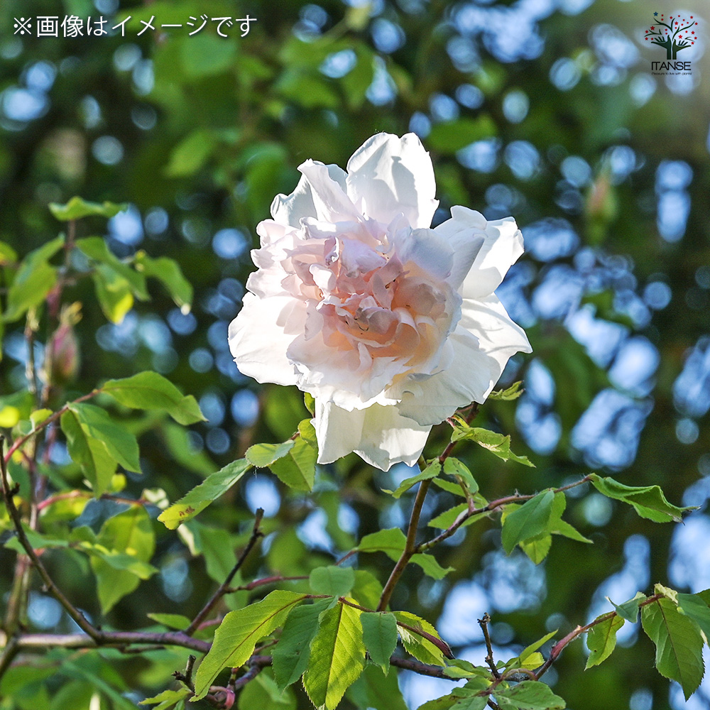 レア薔薇　切り花品　接木苗です 薔薇 ブラッシュ ノアゼット 接木苗 花苗 4号/1個売り バラ苗 バラの苗