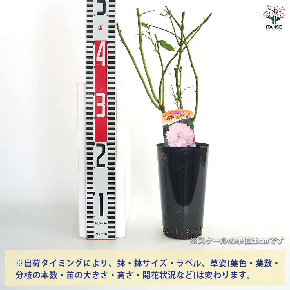 薔薇 ブラッシュ ノアゼット 接木苗 花苗 4号/1個売り バラ苗 バラの苗