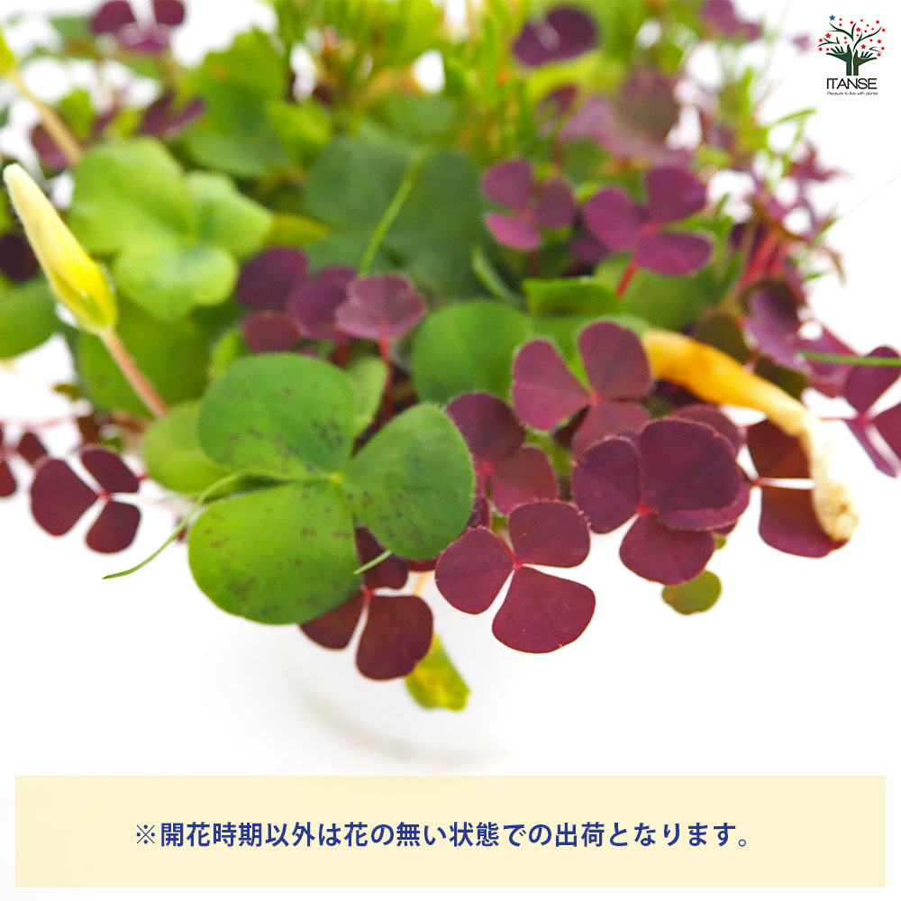 オキザリスフェグソニアエ開花終わり株　スーパーレアの品種　2株　鉢ごと発送 エキナセアの開花 と ルメックスの復活 ＆ オキザリスは球根から抜く