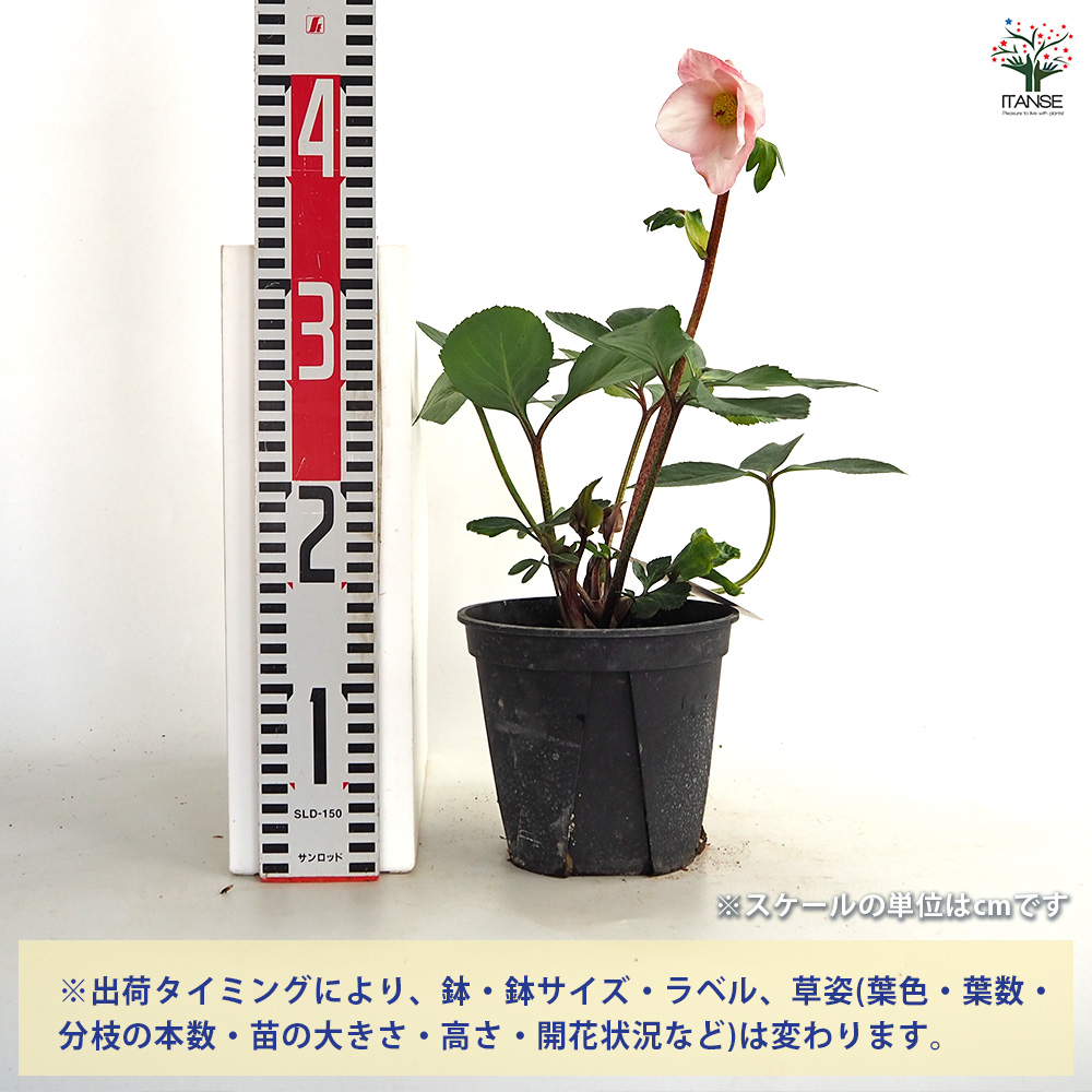 クリスマスローズ 雪の妖精 花苗 5号/1個売り クリスマスローズ苗
