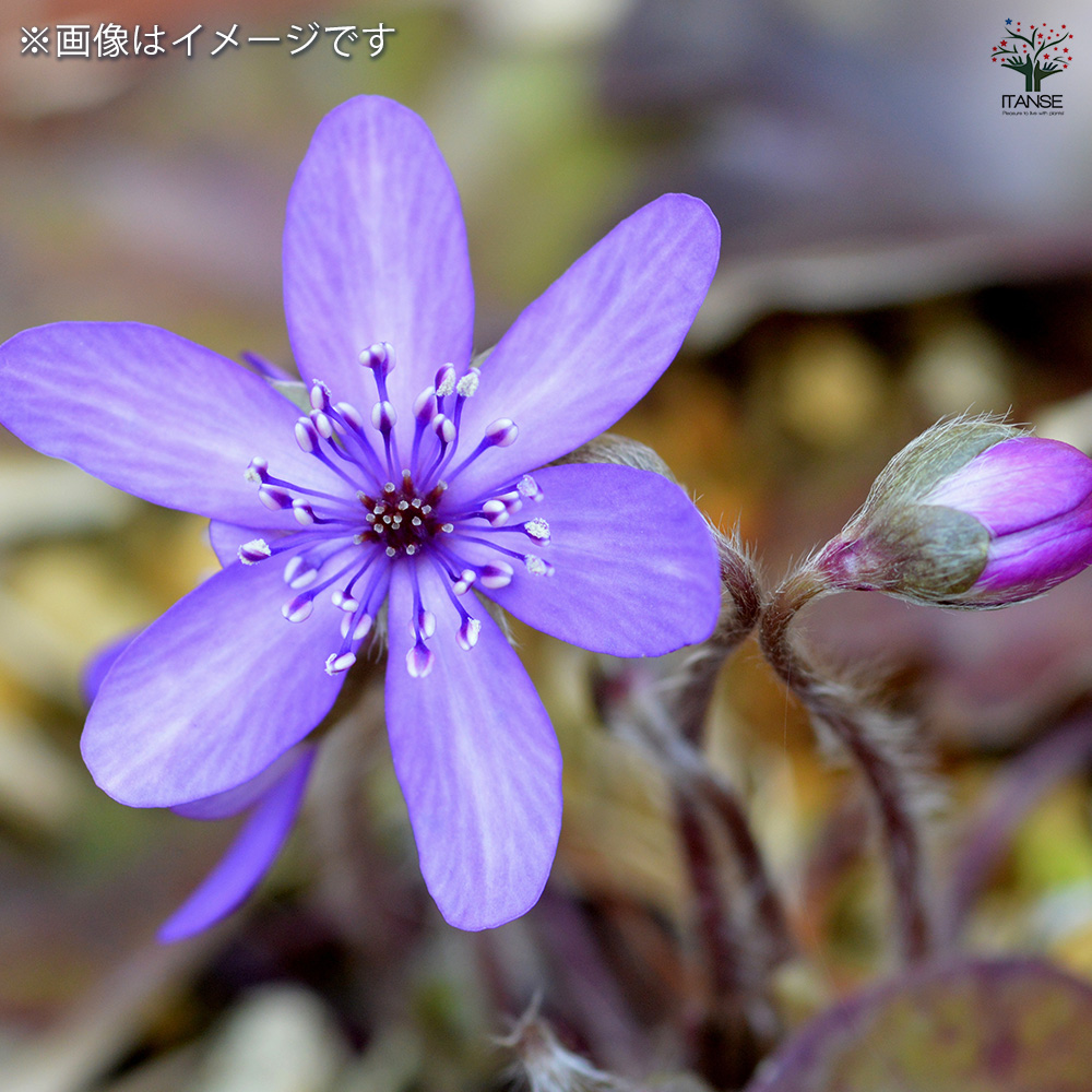han08727_5.jpg