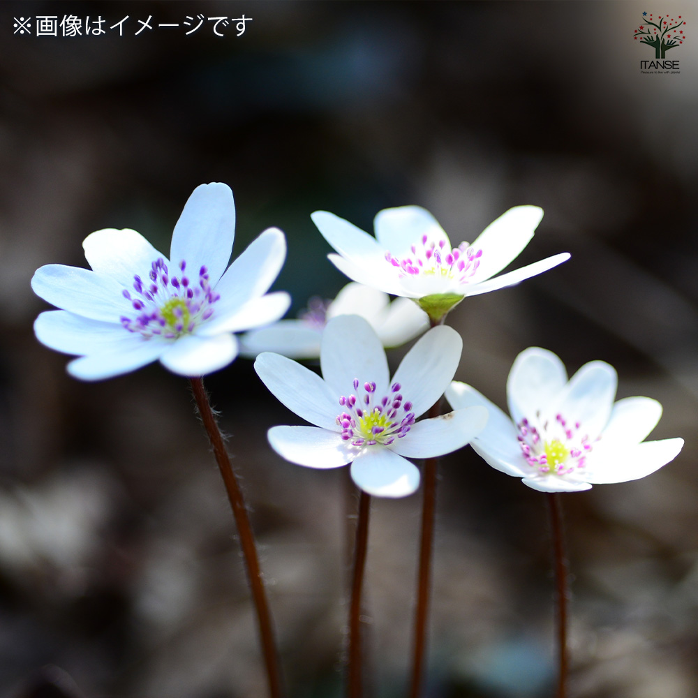 雪割草オオミスミソウ神仙　自然種 オオミスミソウ（雪割草）（京都府立植物園）：2026年3月22日（日