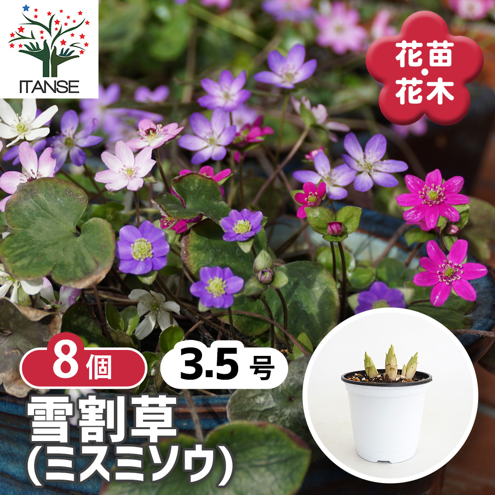 雪割草 花苗 2.5〜3.5号/お買い得8個セット 芽出し苗 ユキワリソウ
