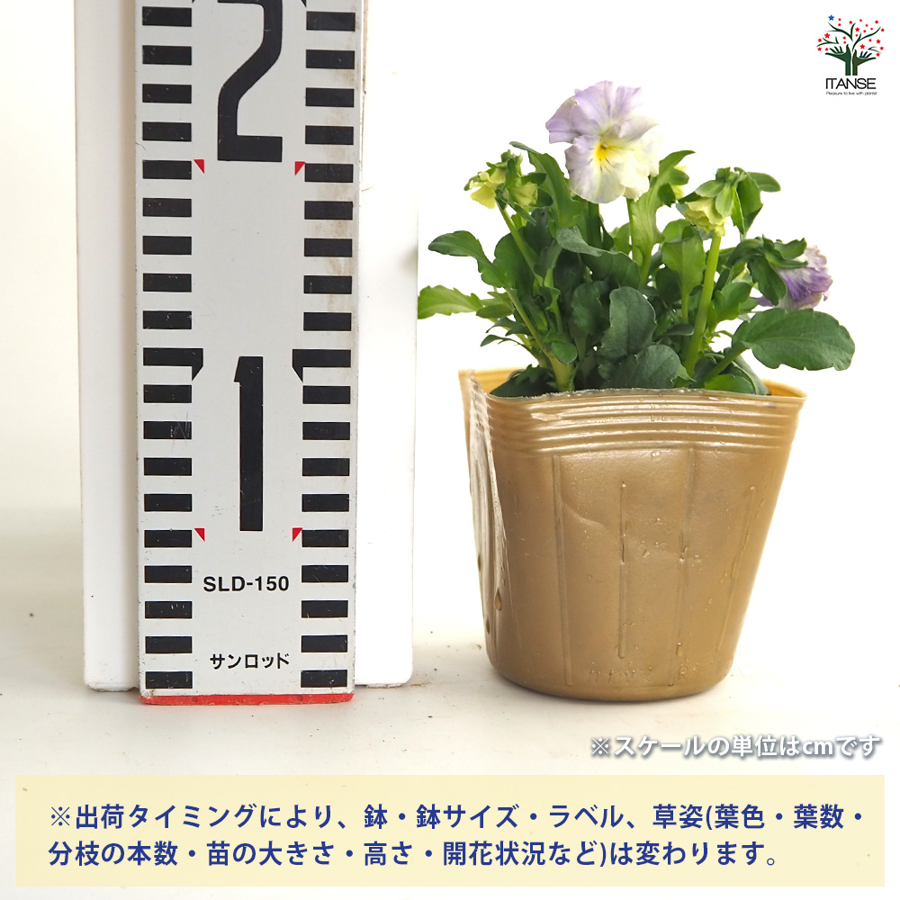 ビオラ チャイニーズブルー色見計らい 花苗 3.5号/お買い得3個セット