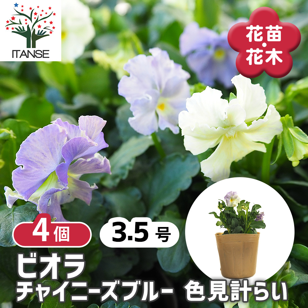 ビオラ チャイニーズブルー色見計らい 花苗 3.5号/お買い得4個セット