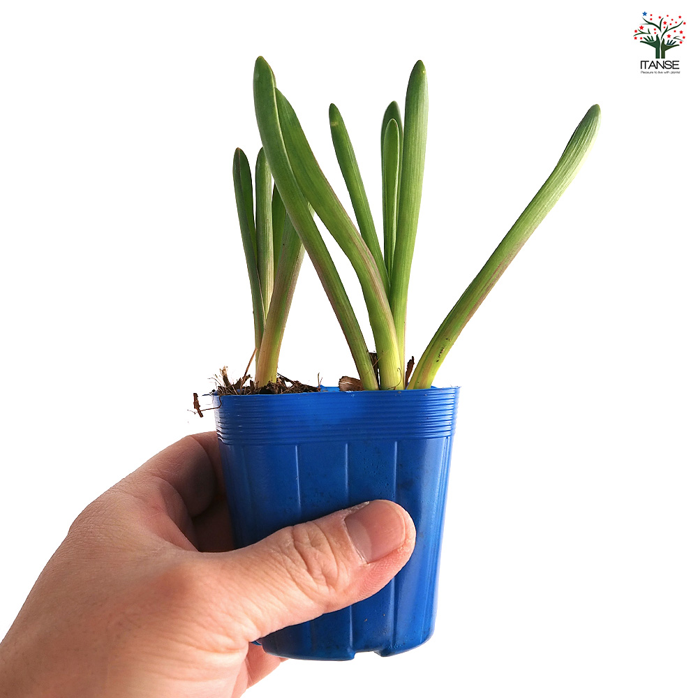 ムスカリ ブルーマジック 花苗 2.5号/お買い得12個セット 球根 花の