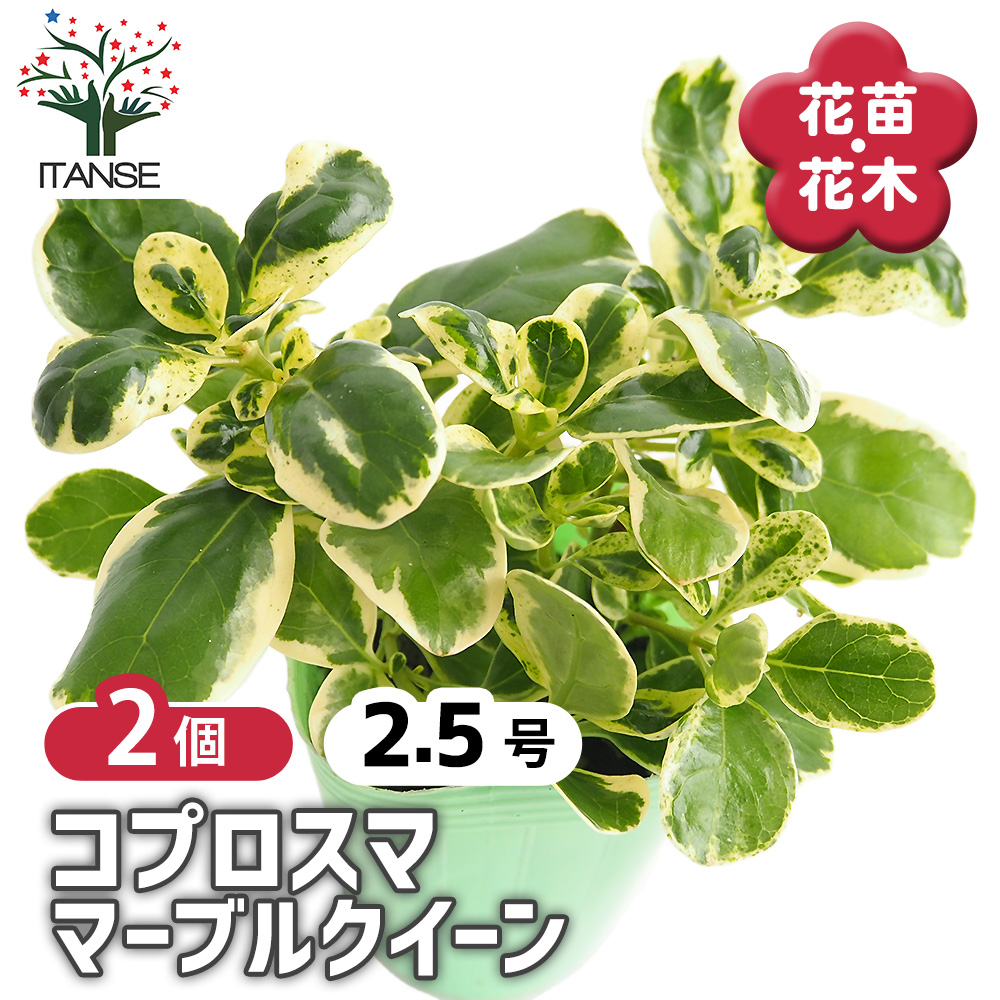 コプロスマ マーブルクイーン 花苗 2.5号/お買い得2個セット カラー