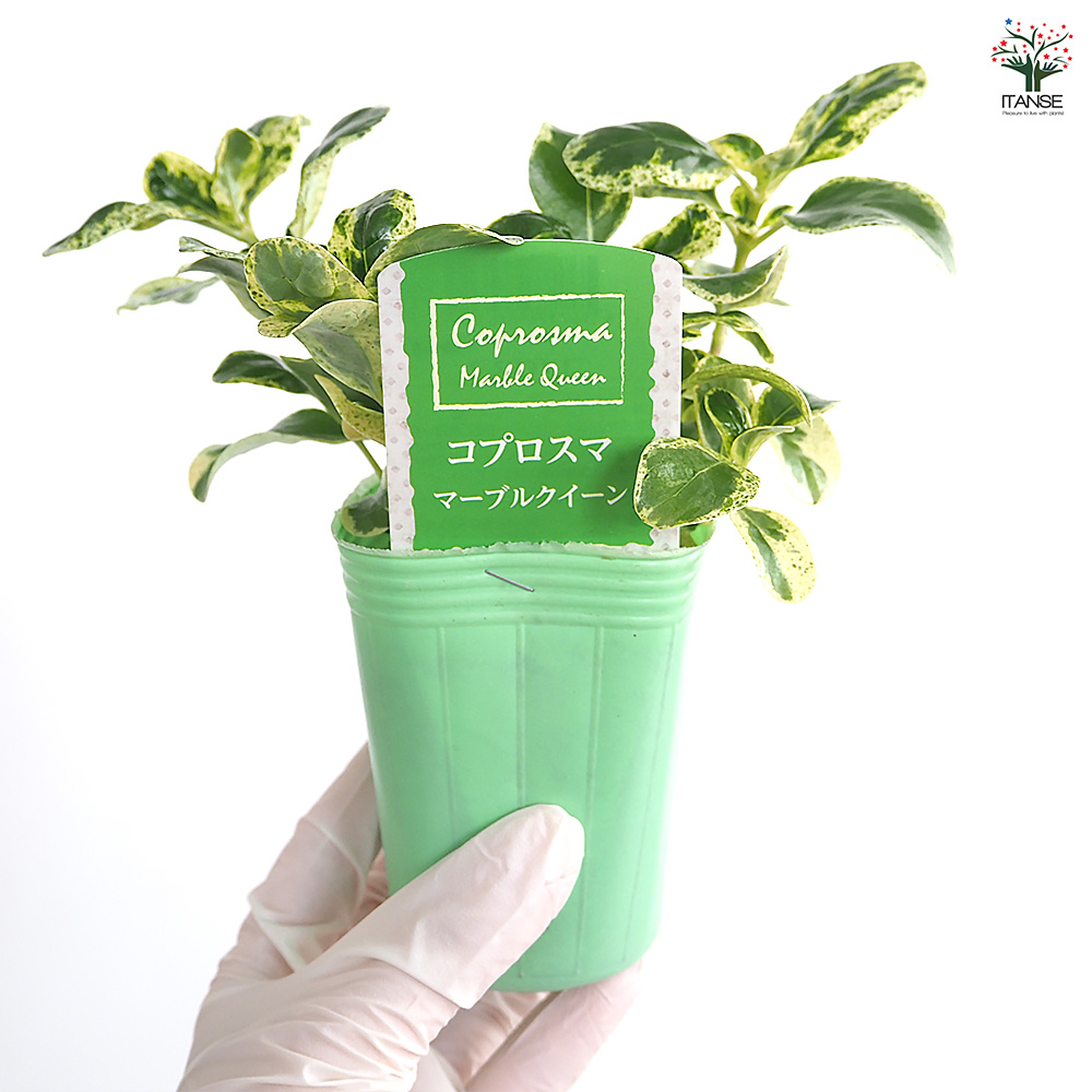コプロスマ マーブルクイーン 花苗 2.5号/お買い得2個セット カラー