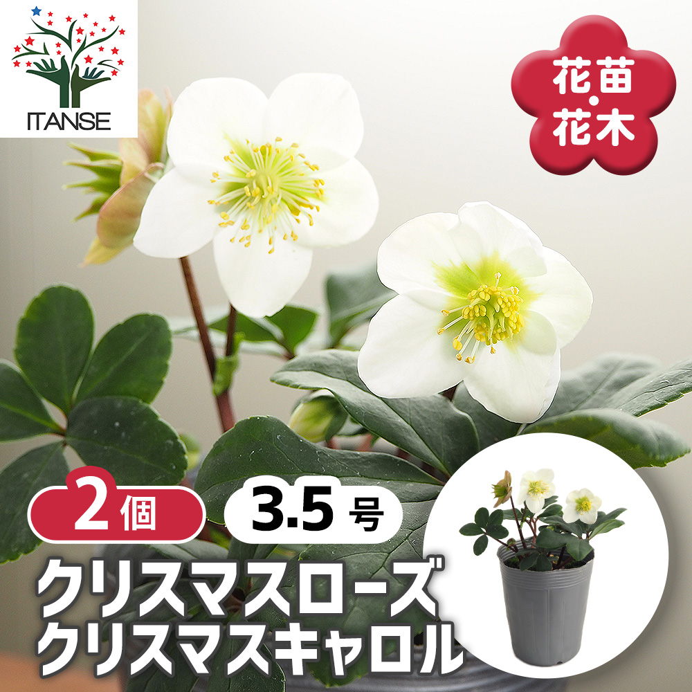 クリスマスローズ クリスマスキャロル 花苗 3.5号/お買い得2個セット