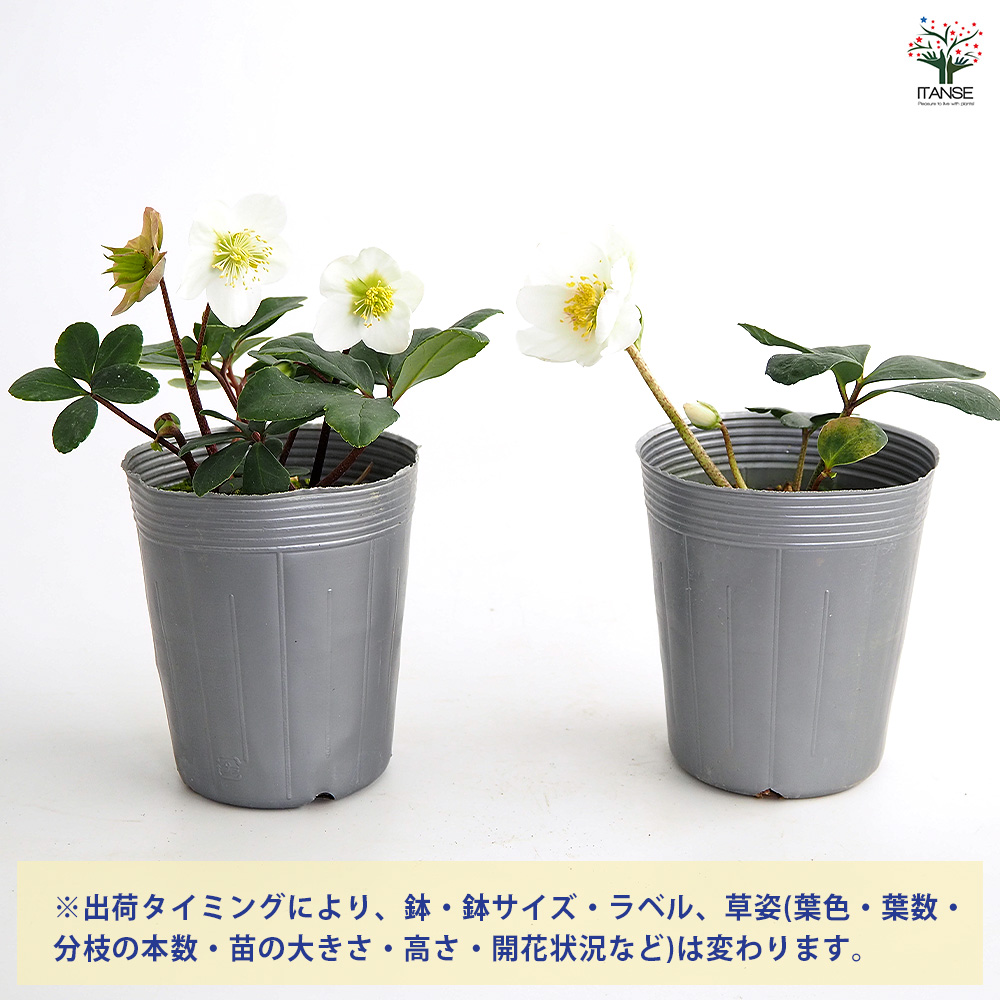 クリスマスローズ クリスマスキャロル 花苗 3.5号/お買い得2個セット