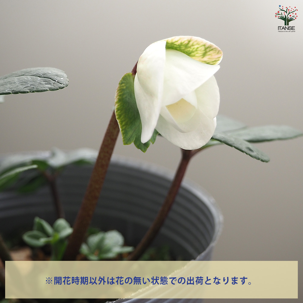 クリスマスローズ クリスマスキャロル 花苗 3.5号/お買い得2個セット