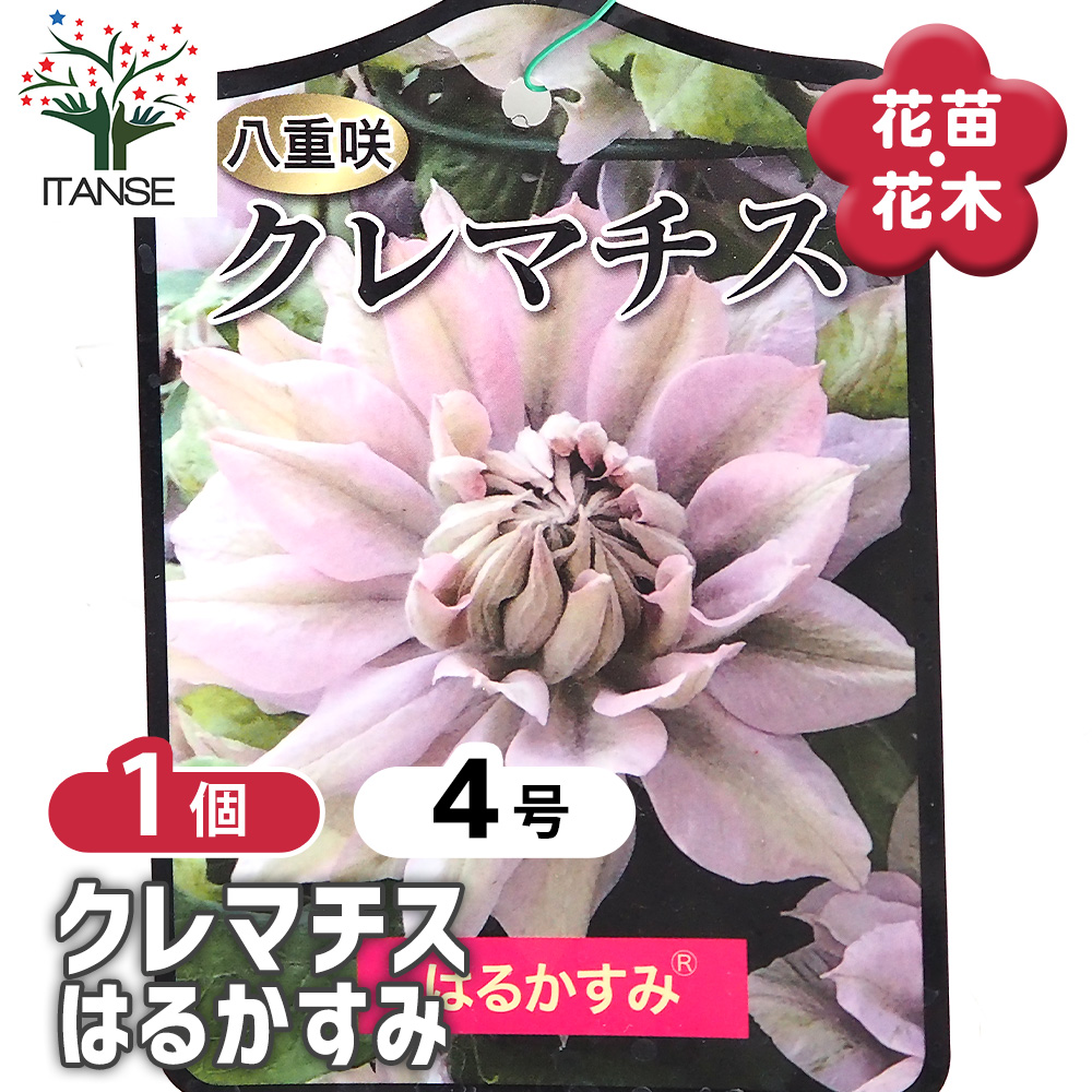 クレマチス はるかすみ 花苗 4号/1個売り 花の苗 花木の苗 花木 風車