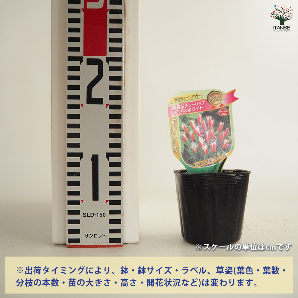 原種系チューリップ レディージェーン 芽出し苗 花苗 3号/お買い得3個
