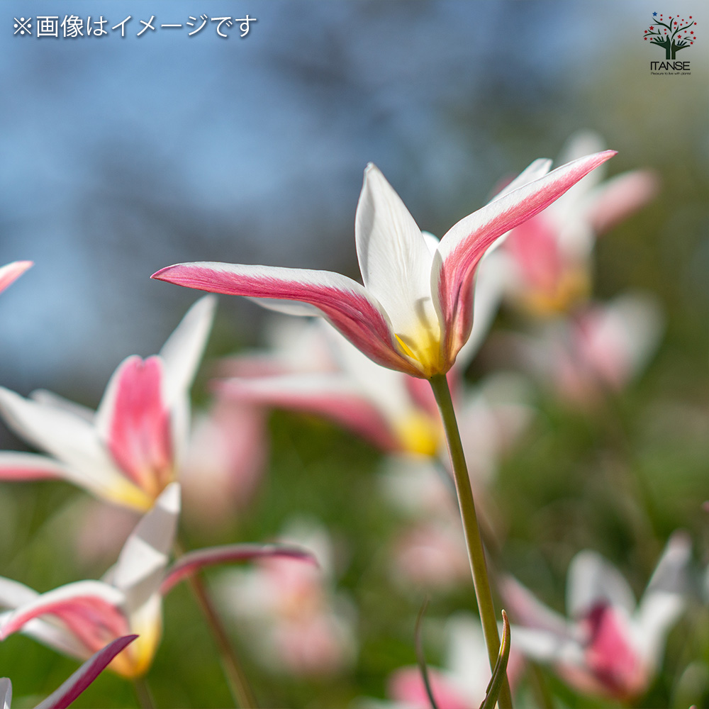 原種系チューリップ レディージェーン 芽出し苗 花苗 3号/お買い得6個
