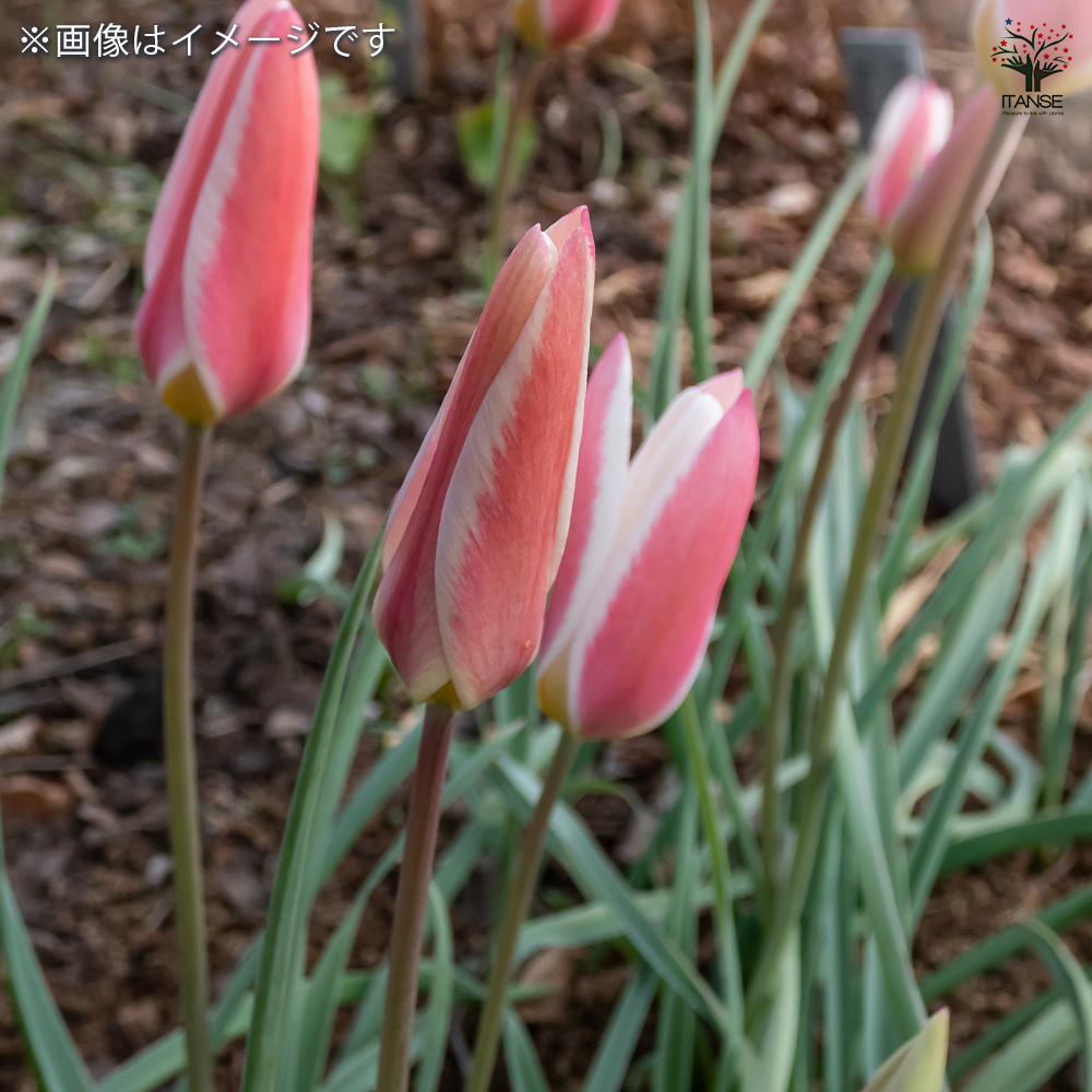原種系チューリップ レディージェーン 芽出し苗 花苗 3号/お買い得8個