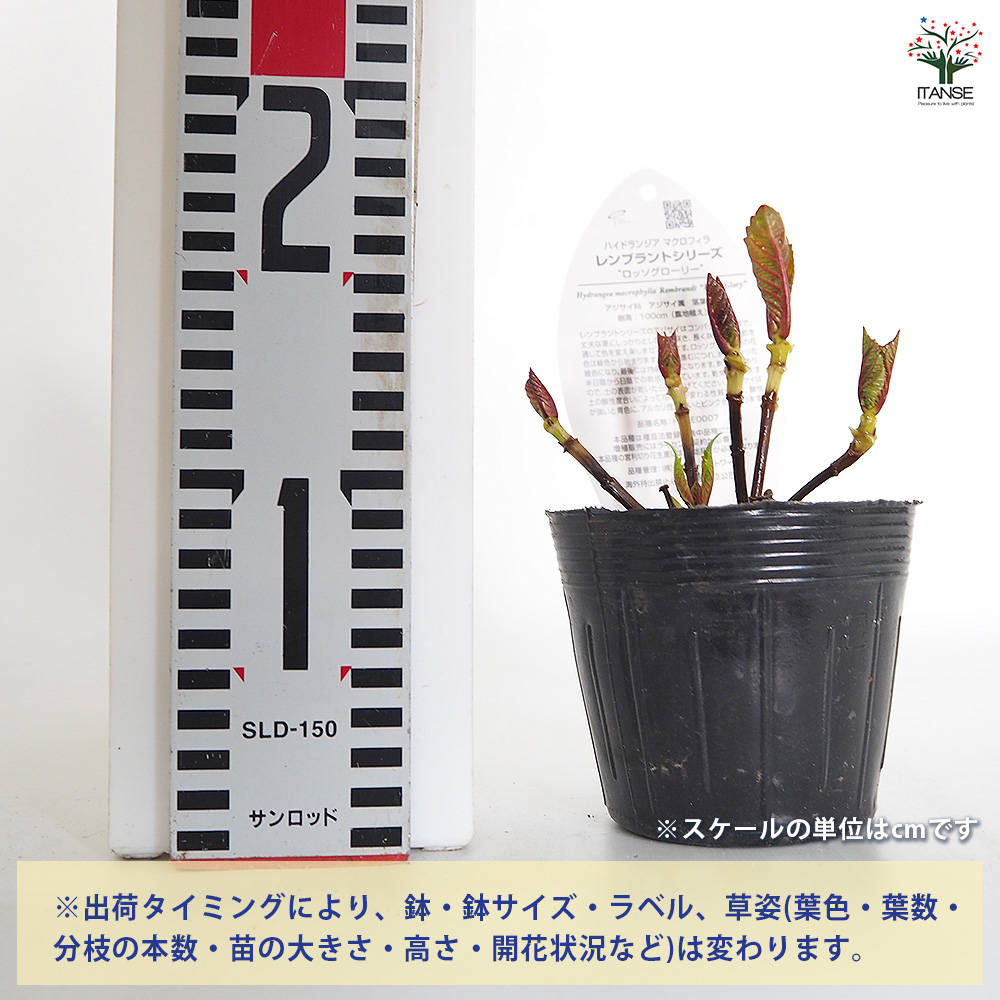 アジサイ レンブラント ロッソグローリー赤系 花木苗 3.5号/お買い得2
