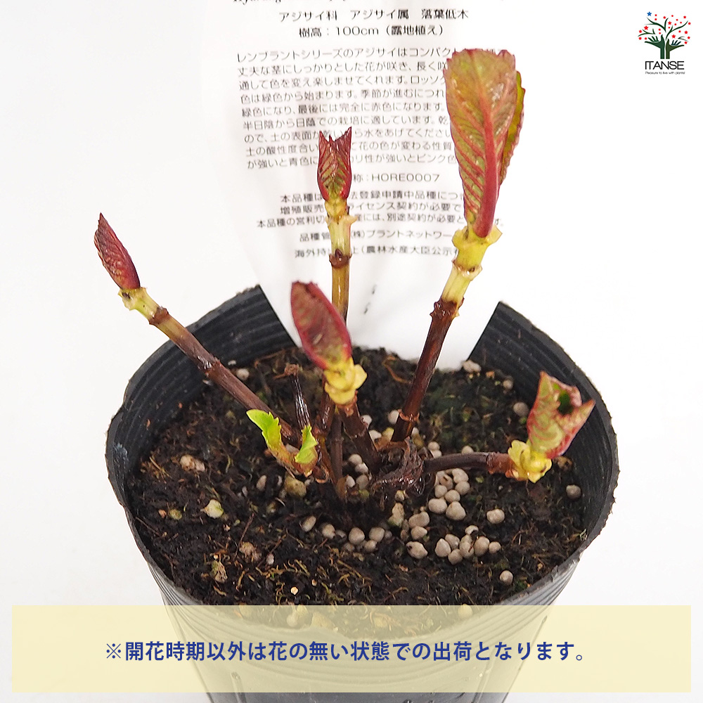 アジサイ レンブラント ロッソグローリー赤系 花木苗 3.5号/お買い得3